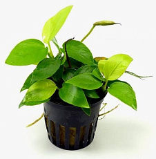 Растение Анубиас Нана Gold (в горшке)