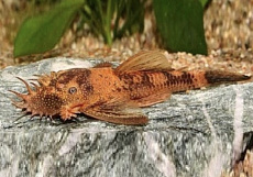 Анциструс LDA-16