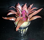 Растение Альтернатера рейнека мини (в горшке)