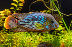 Акара бирюзовая