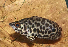 Ктенопома леопардовая