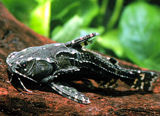 Сом Агамикс