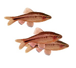 Барбус вишневый