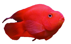 Цихлида-попугай (красная)
