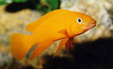 Лампрологус апельсиновый