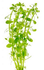 Растение Аммания сулавеси (в горшке)