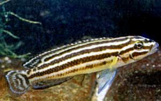 Юлидохромис Регана