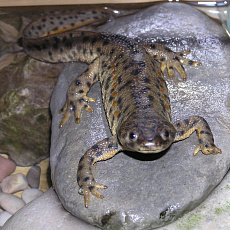 Тритон иглистый