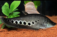 Индийский нож