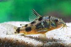 Сом Крапчатый