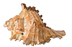 Marlin Aquarium Грот Морская раковина