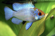 Апистограмма Рамирези Электрик Блю