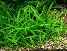 Растение Гигрофила Иволистная (в горшке)