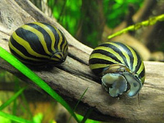 Улитка Неритина Зебра