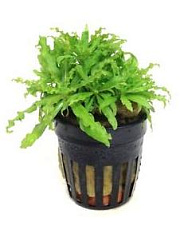 Растение Погостемон хелфери (в горшке)