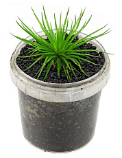 Растение Эриокаулон Хайнань Айленд (в горшке)
