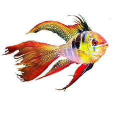 Апистограмма Рамирези Вуалевая