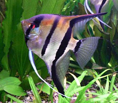 Скалярия Манакапуру