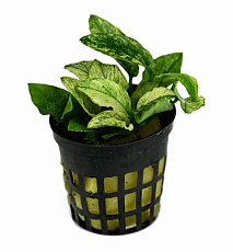 Растение Анубиас Пинто (в горшке)