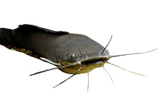 Сом Нильский Клариас