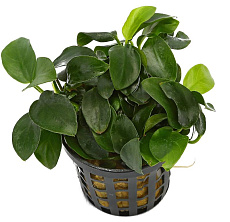 Растение Анубиас Бонсай (в горшке)