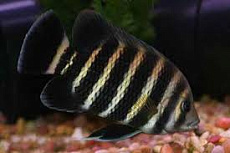 Тиляпия Буттикофера