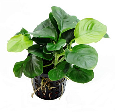 Растение Анубиас Раунд Лиф (в горшке)