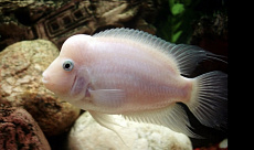 Цихлазома фламинго