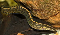 Мастацембел