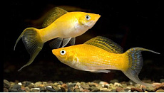 Моллинезия лира ассорти