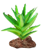 Laguna Растение Алоэ