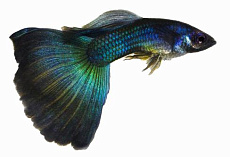 Гуппи Московская синяя