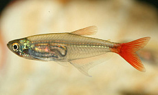 Тетра стеклянная