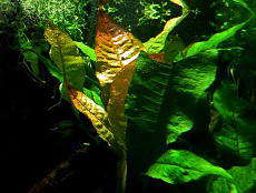 Растение Микрозорум Птеропус Рэд (в горшке)