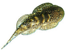 Гастромизон пунктулатус