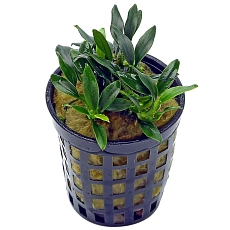 Растение Анубиас Панголино (в горшке)