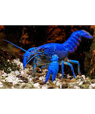 Рак флоридский