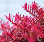 Растение Ротала HRA (в горшке)