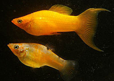 Моллинезия желтая