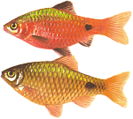 Барбус огненный