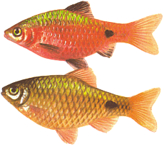 Барбус огненный