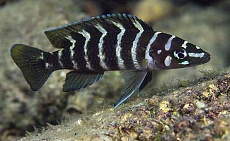 Лампрологус цилиндрикус