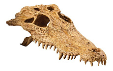 Exo Terra Убежище-декор Череп крокодила