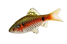 Барбус Алый (Одесский)