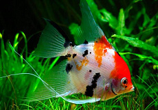 Скалярия КОИ