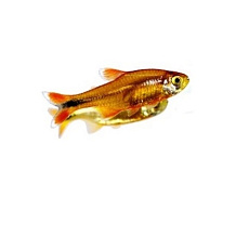 Хасемания (Медная Тетра)