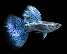 Гуппи Голубая трава