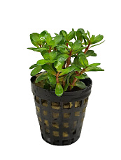 Растение Аммания бонсай (в горшке)