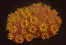 Hagen Аквариумная декорация (Желтая)