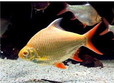 Барбус лещевидный Шваненфельда альбино-голд